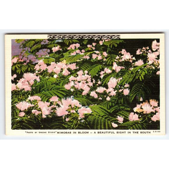 Vintage Linen Postcard Mimosas in Bloom Beautiful Southern Sight - Picture 1 of 2